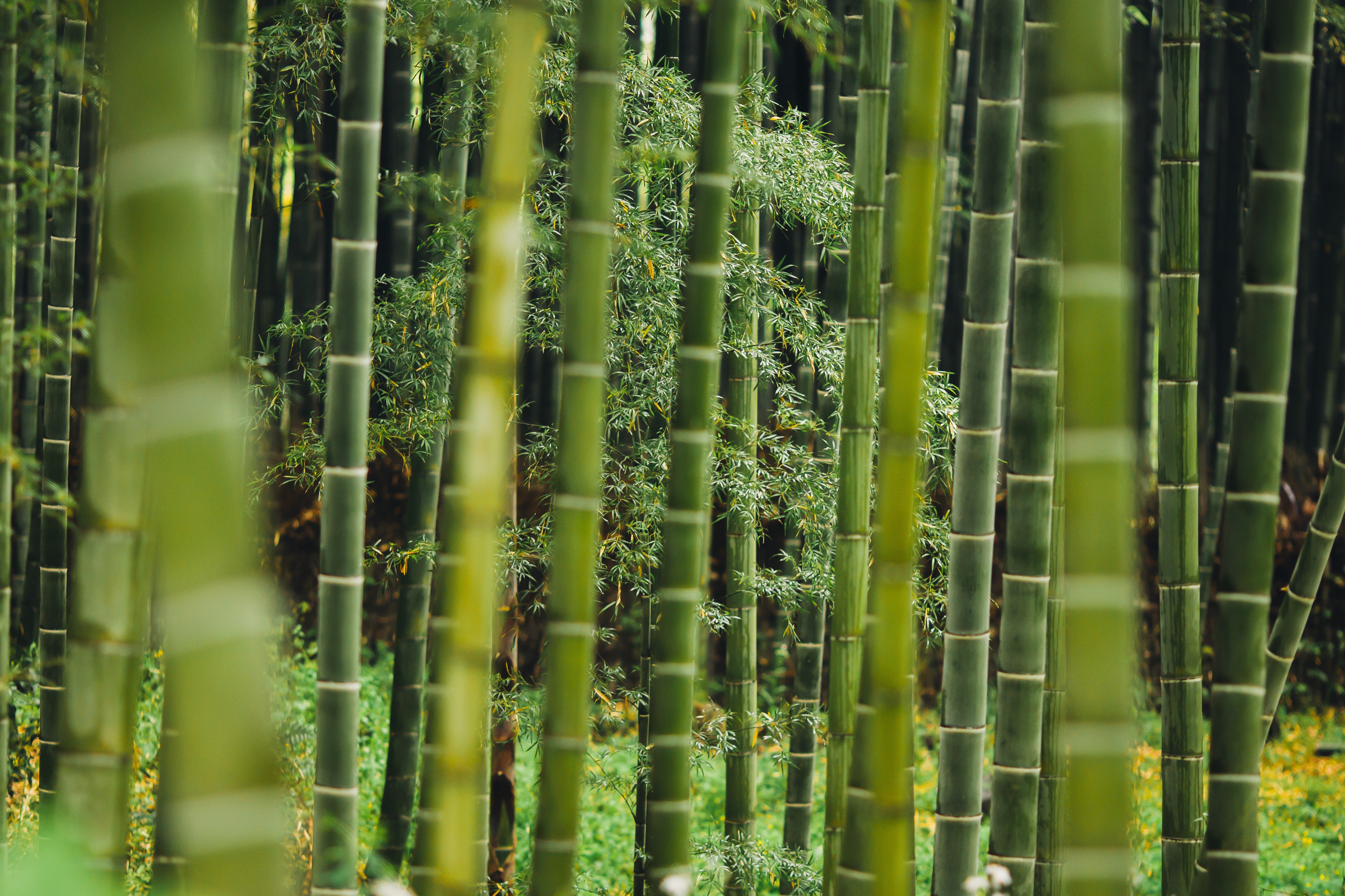 Bamboo forest