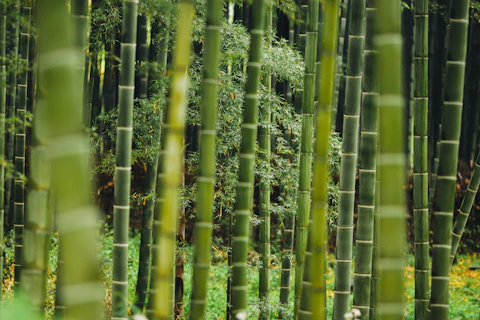 Bamboo forest