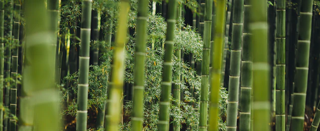 Bamboo forest