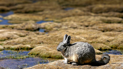 biodiversidad en minería