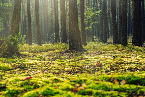 orig low angle photo of forest