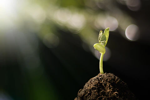young plant growing in the morning light