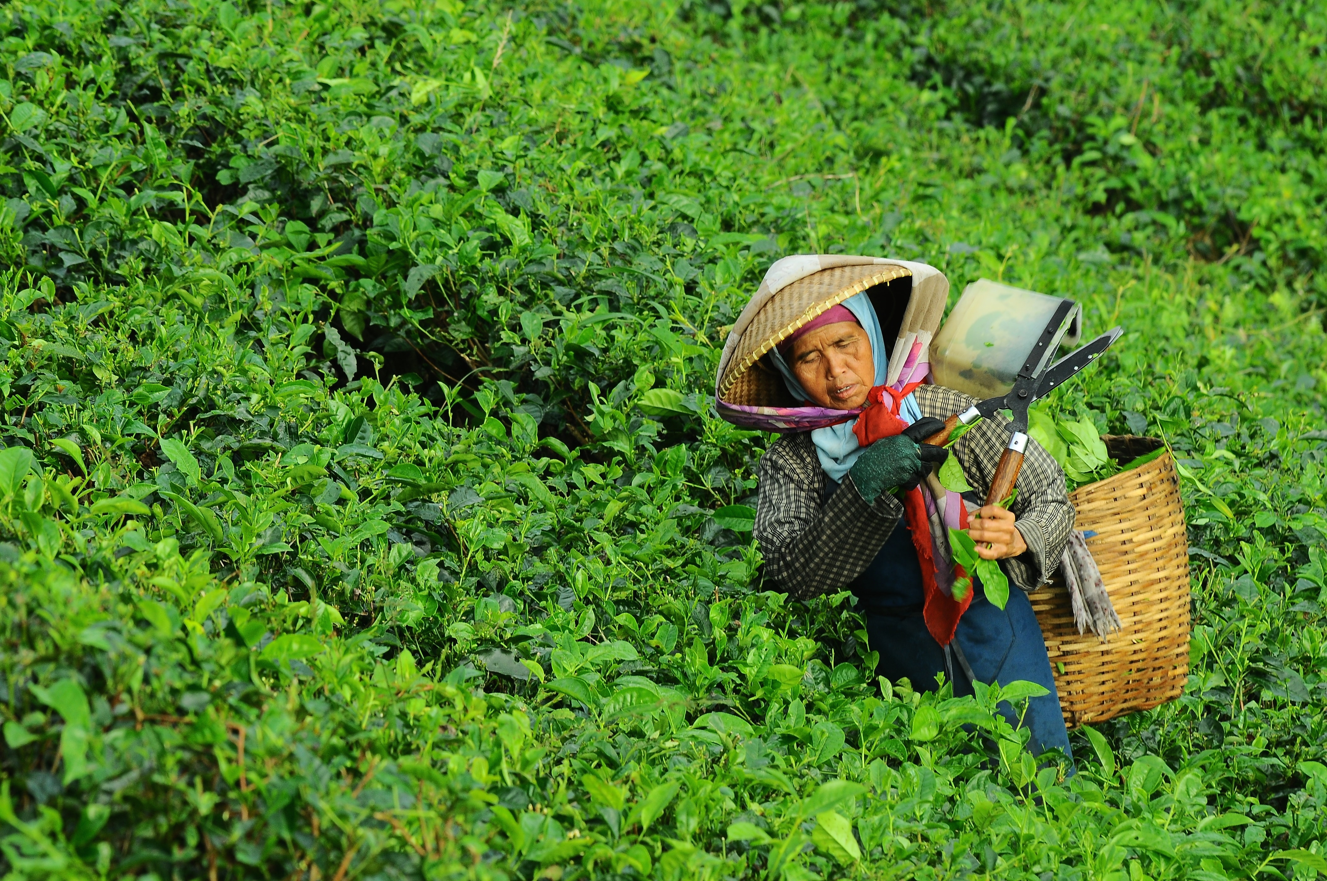Worker in Tea Plantation 