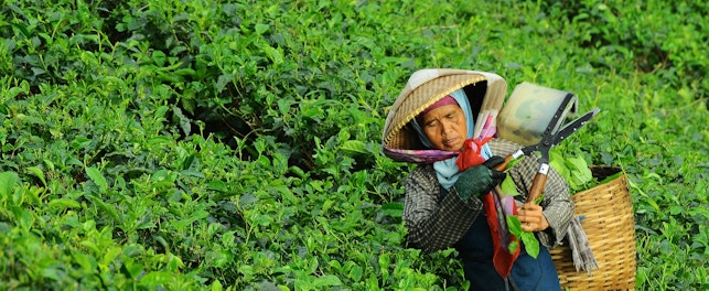Worker in Tea Plantation