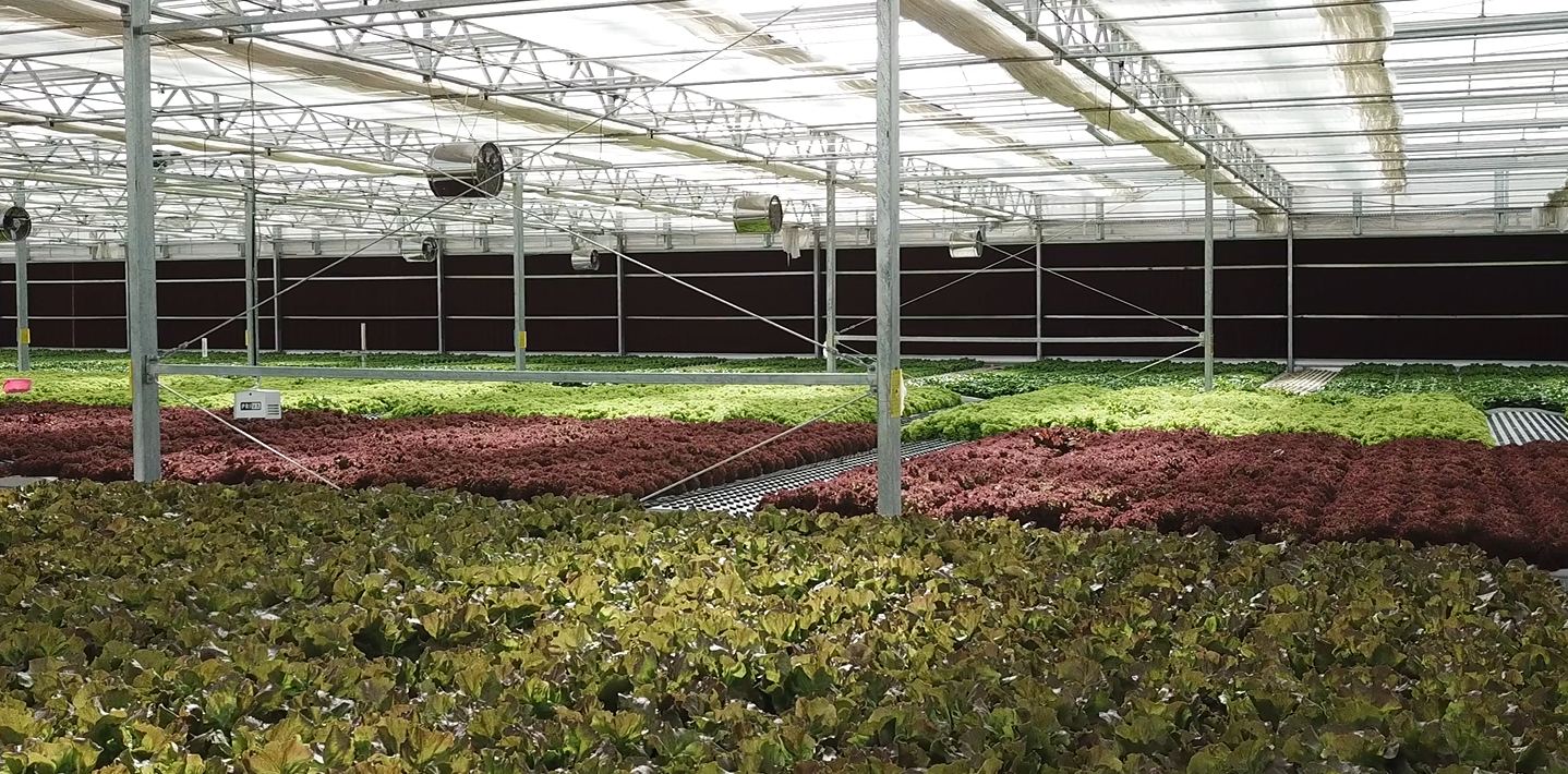 Green Life Company is the First Lettuce Producer