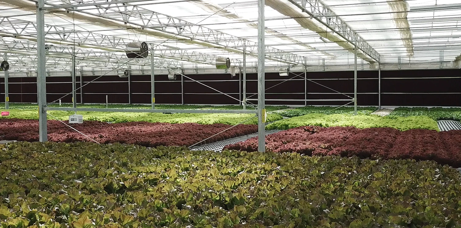 Green Life Company is the First Lettuce Producer