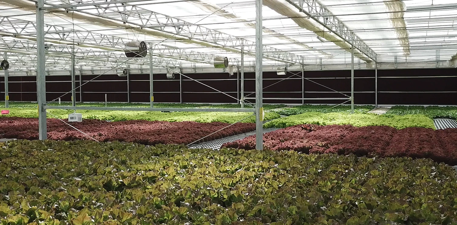 Green Life Company is the First Lettuce Producer
