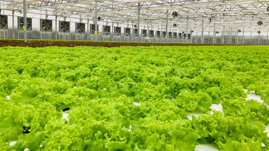 Green Life Company is the First Lettuce Producer in Kuwait