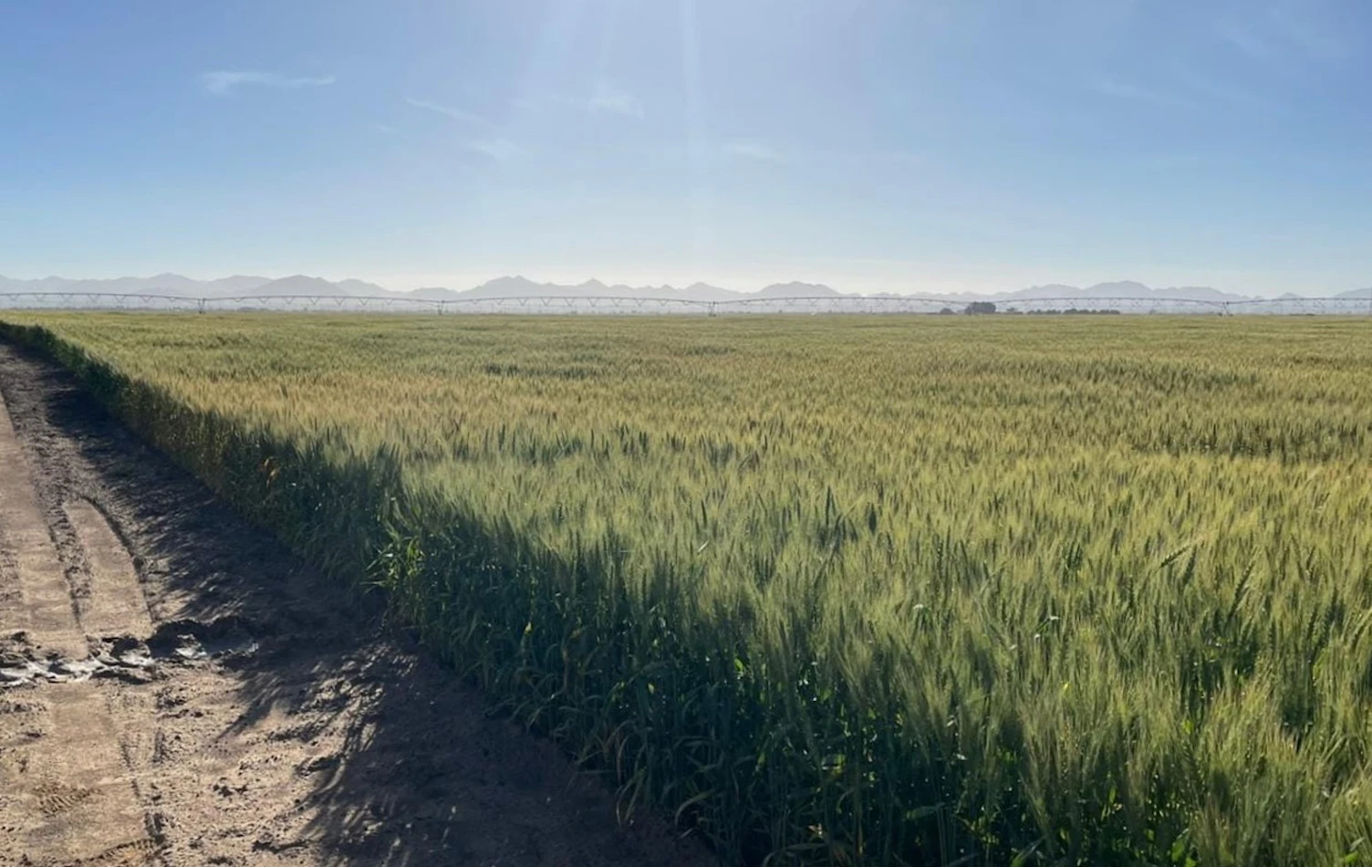 SGS Partners with Sharjah Government in the UAE to Enhance Sustainable Wheat Farm in Maliha