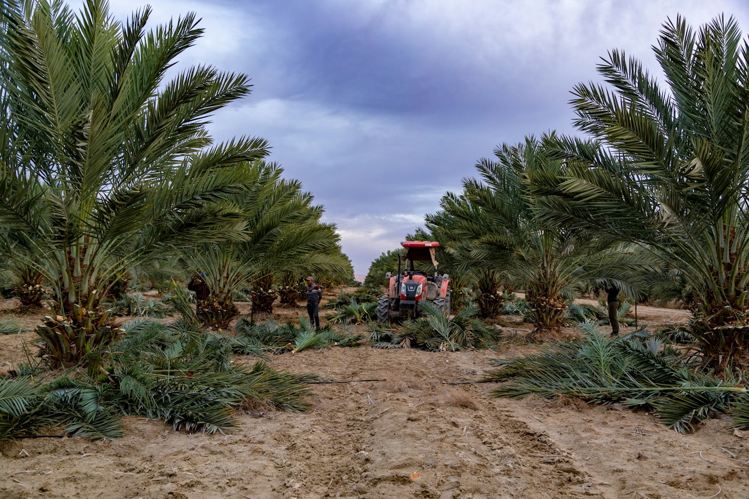 Medjool Village Jordan