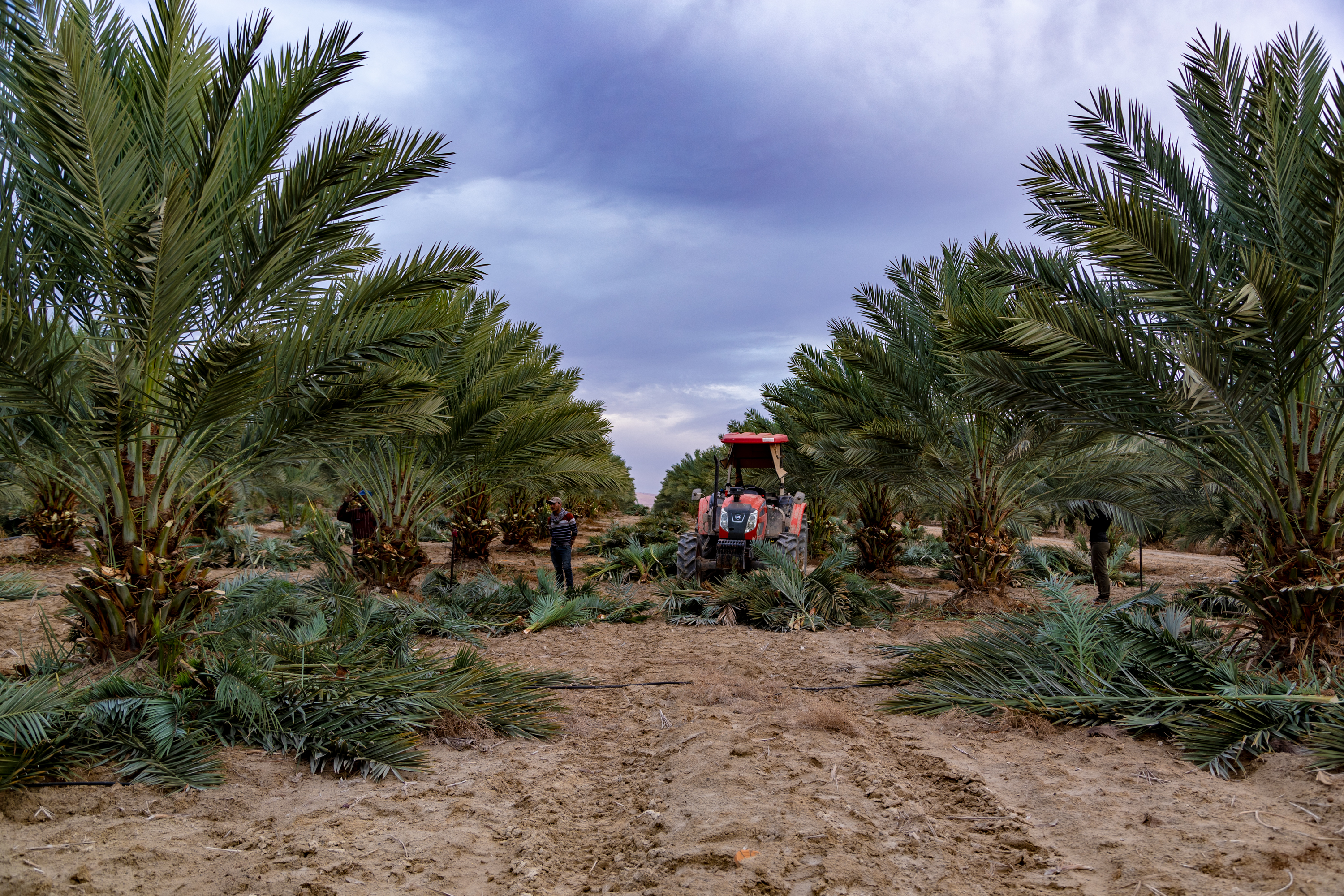 Medjool Village Jordan
