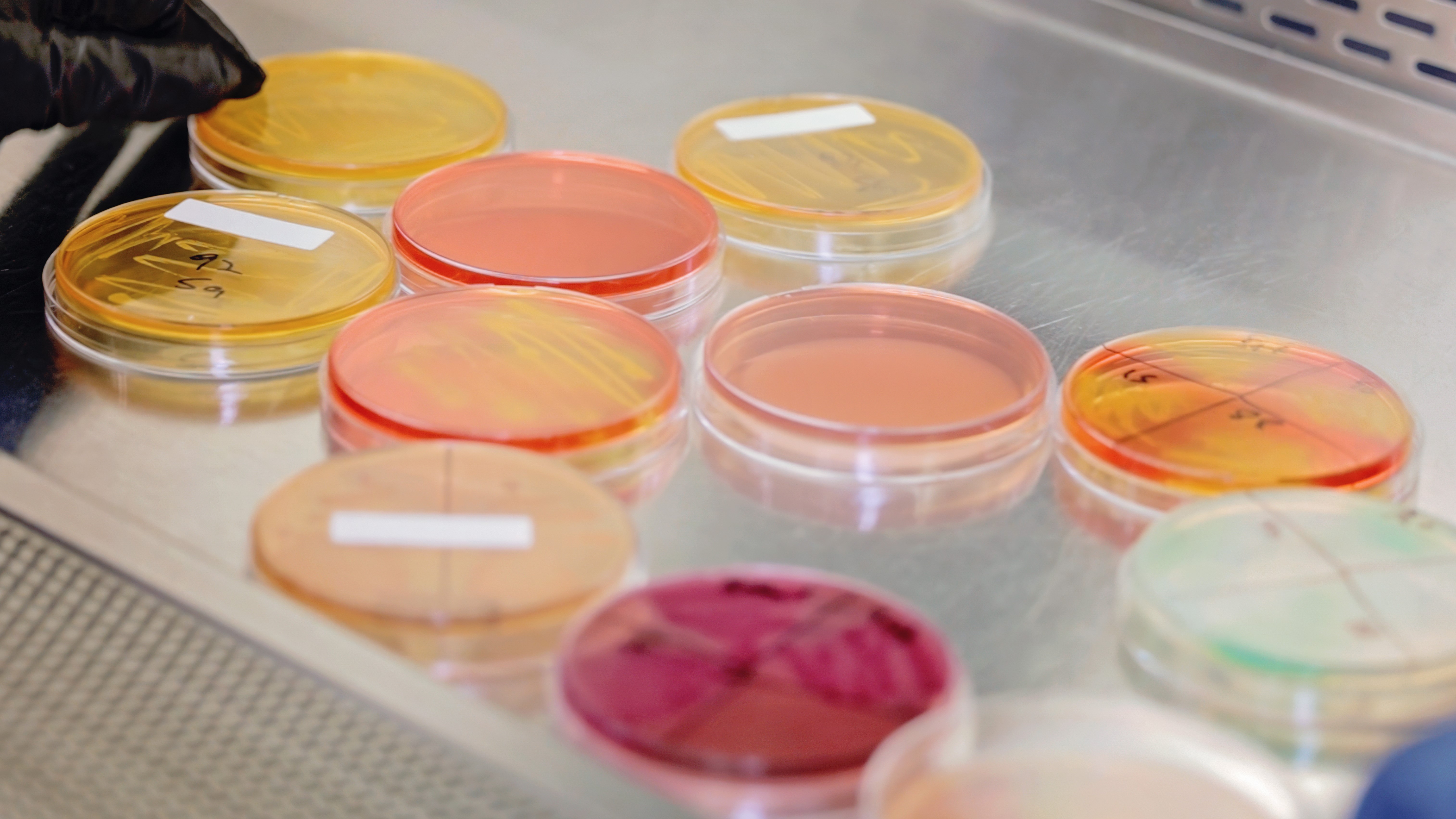 Regulatory Market Access for Cosmetics and Personal Care Products in the Middle East