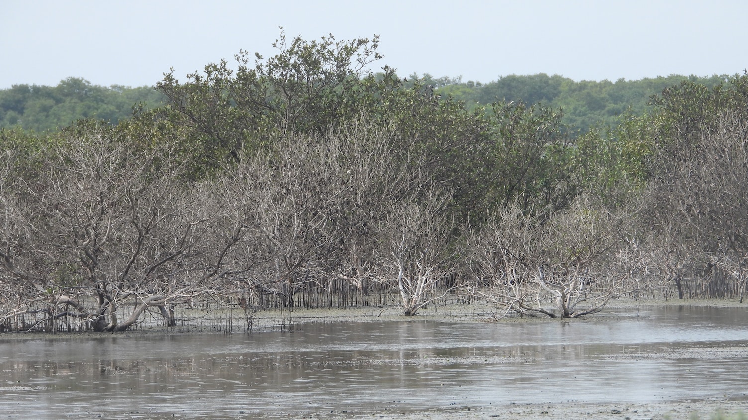 SGS Assessing the Health and Conservation of Abu Dhabi Mangrove Ecosystems