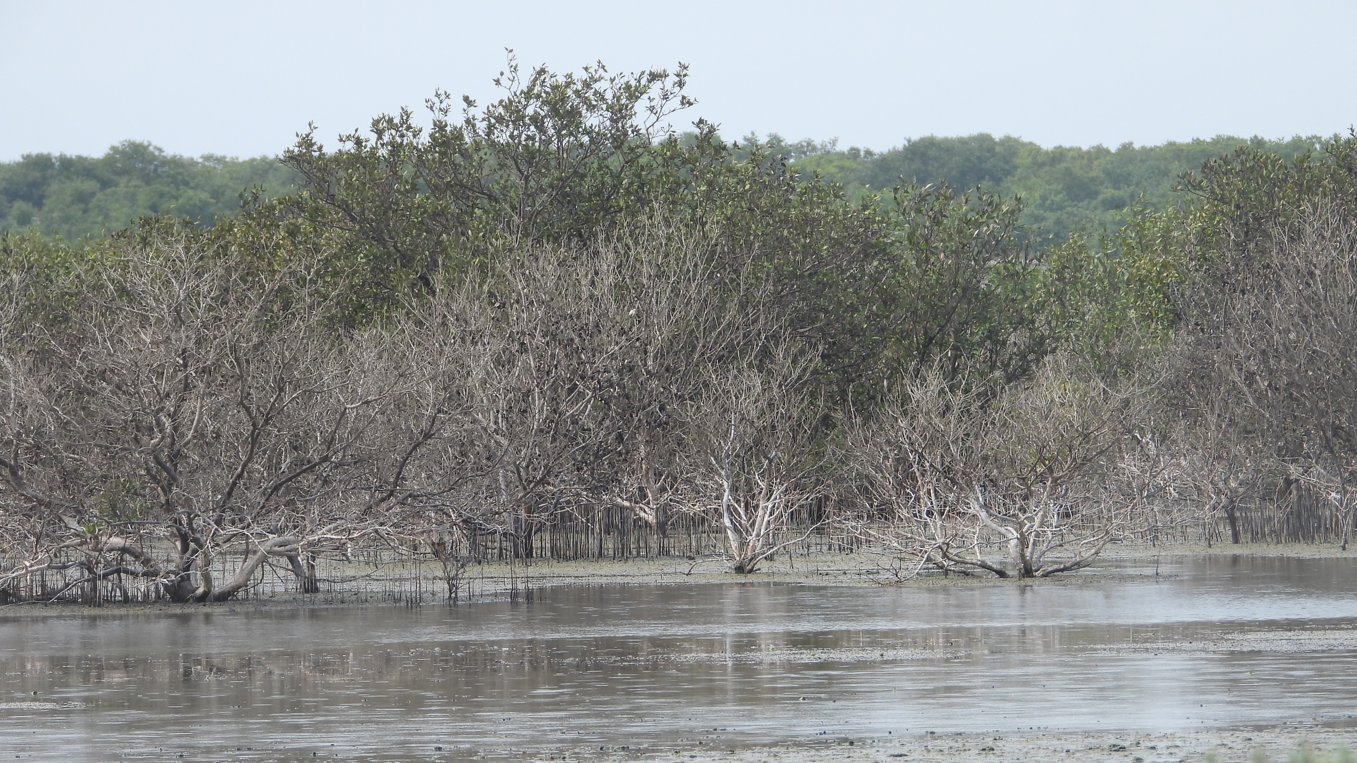 SGS Assessing the Health and Conservation of Abu Dhabi Mangrove Ecosystems