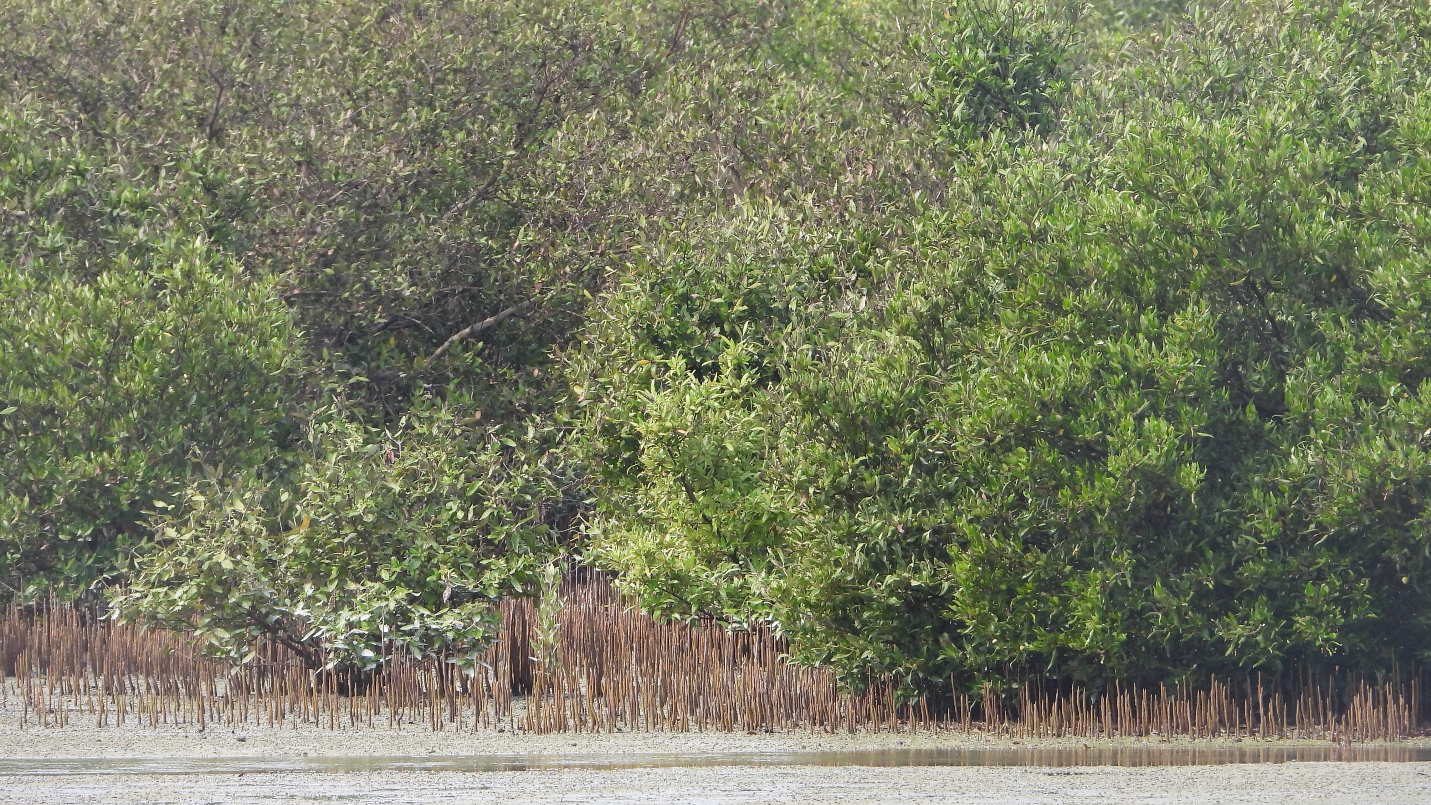 SGS Assessing the Health and Conservation of Abu Dhabi's Mangrove ...