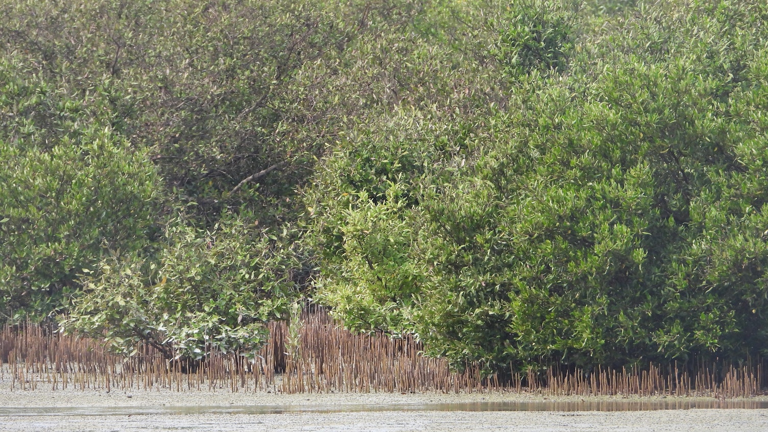SGS Assessing the Health and Conservation of Abu Dhabi Mangrove Ecosystems