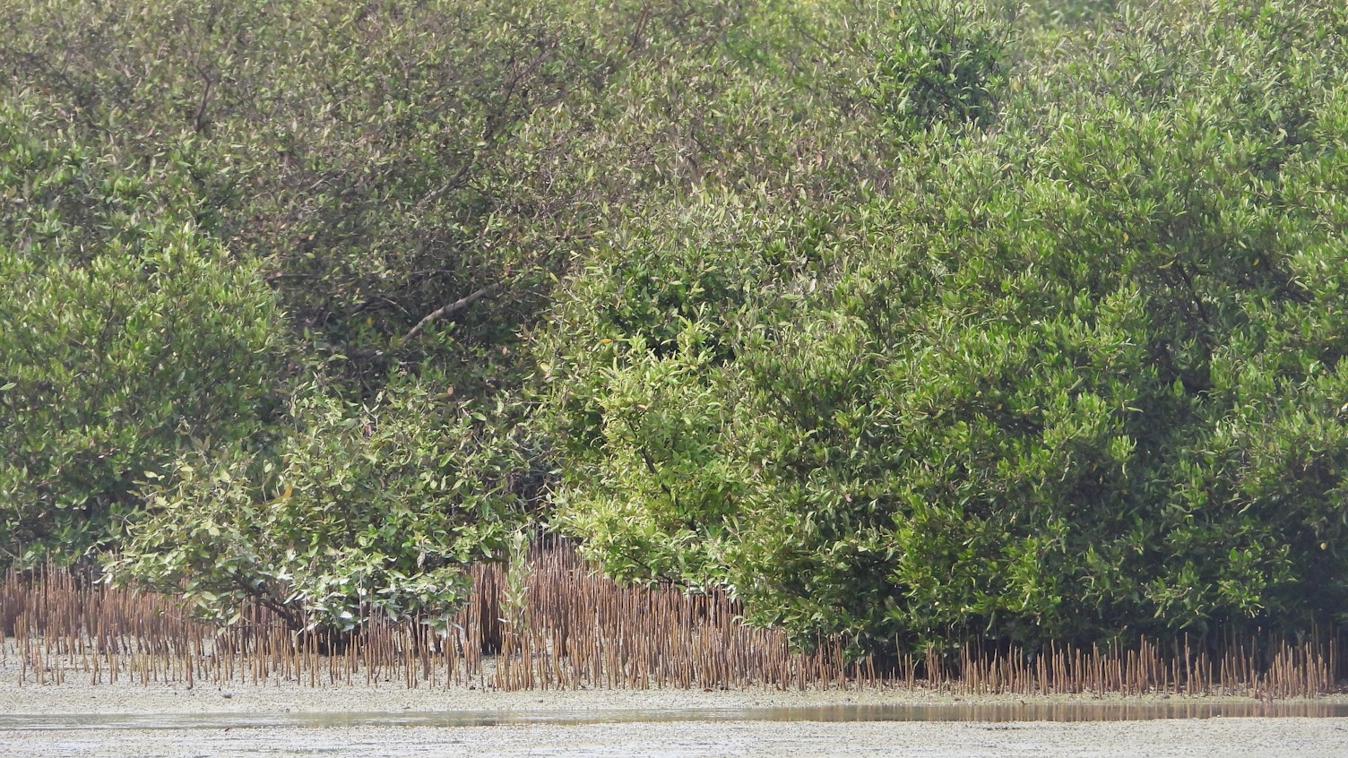 SGS Assessing the Health and Conservation of Abu Dhabi Mangrove Ecosystems