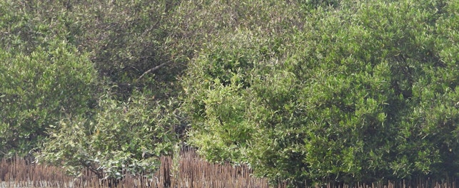 SGS Assessing the Health and Conservation of Abu Dhabi Mangrove Ecosystems