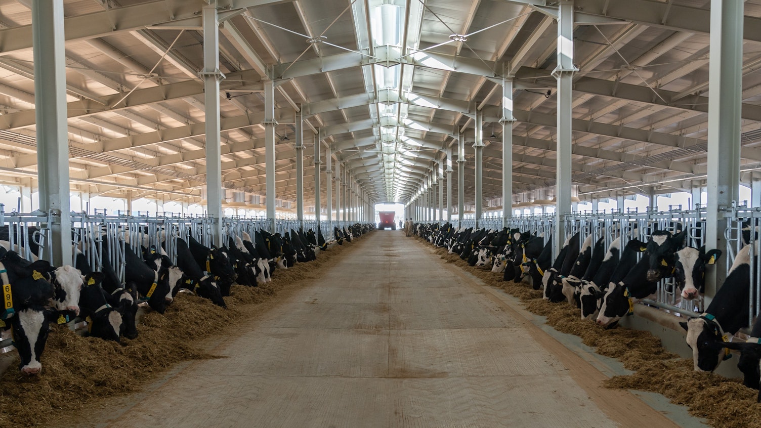 SGS Certifies UAE First Organic Cow Farm in Sharjah