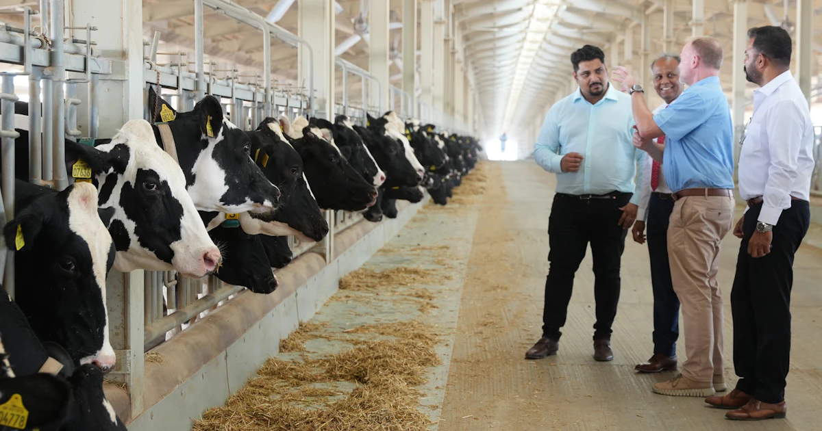 Iraq Cows SGS Certifies UAE's First Organic Cow Farm in Sharjah | SGS Iraq