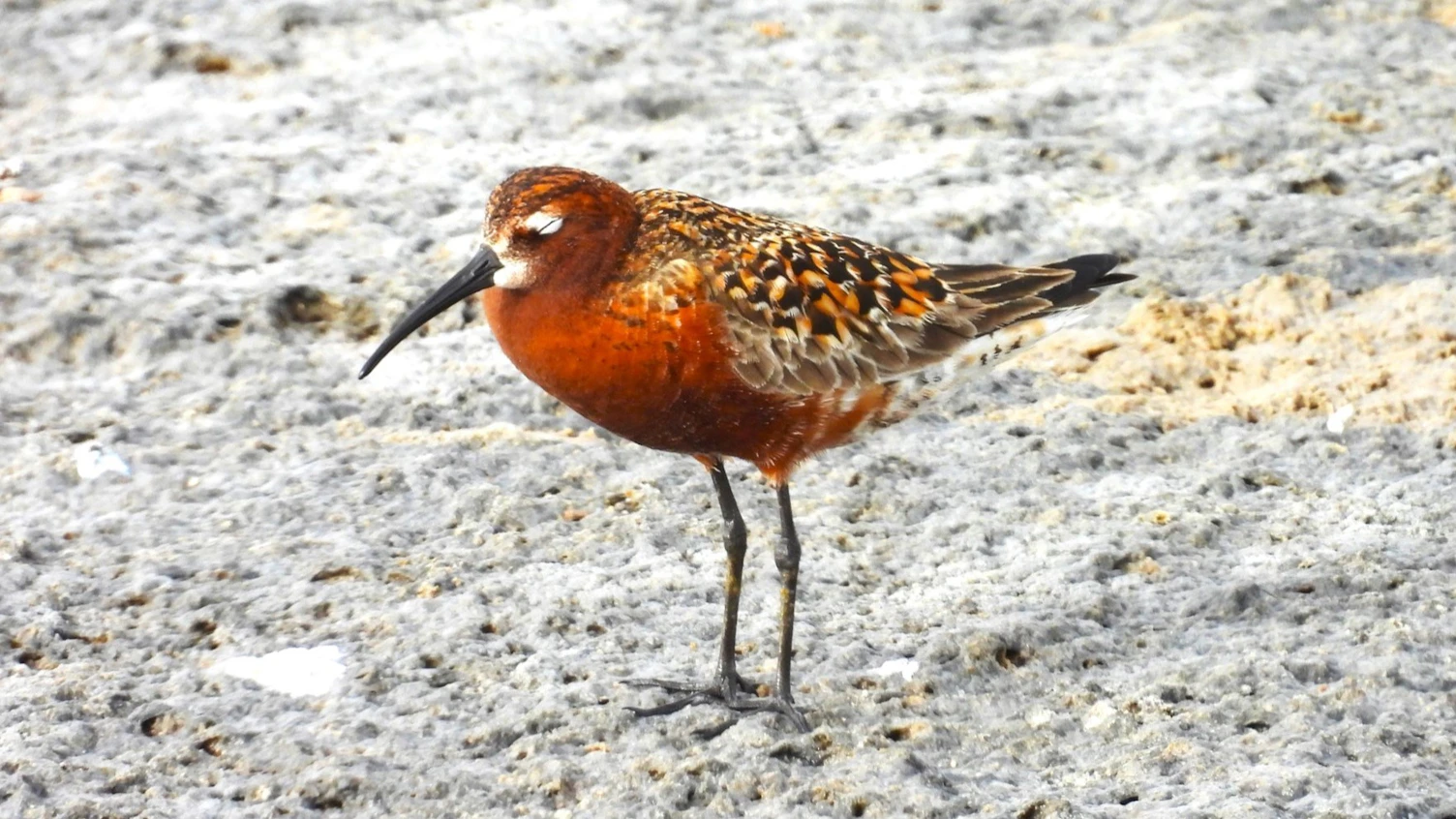 SGS Role in Biodiversity Conservation for a Green Planet in Saudi Arabia