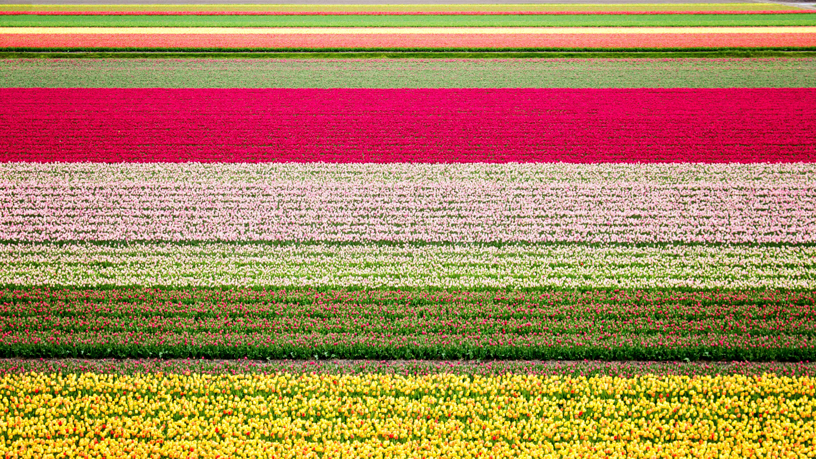 Milieucertificering en -registratie in de sierteelt