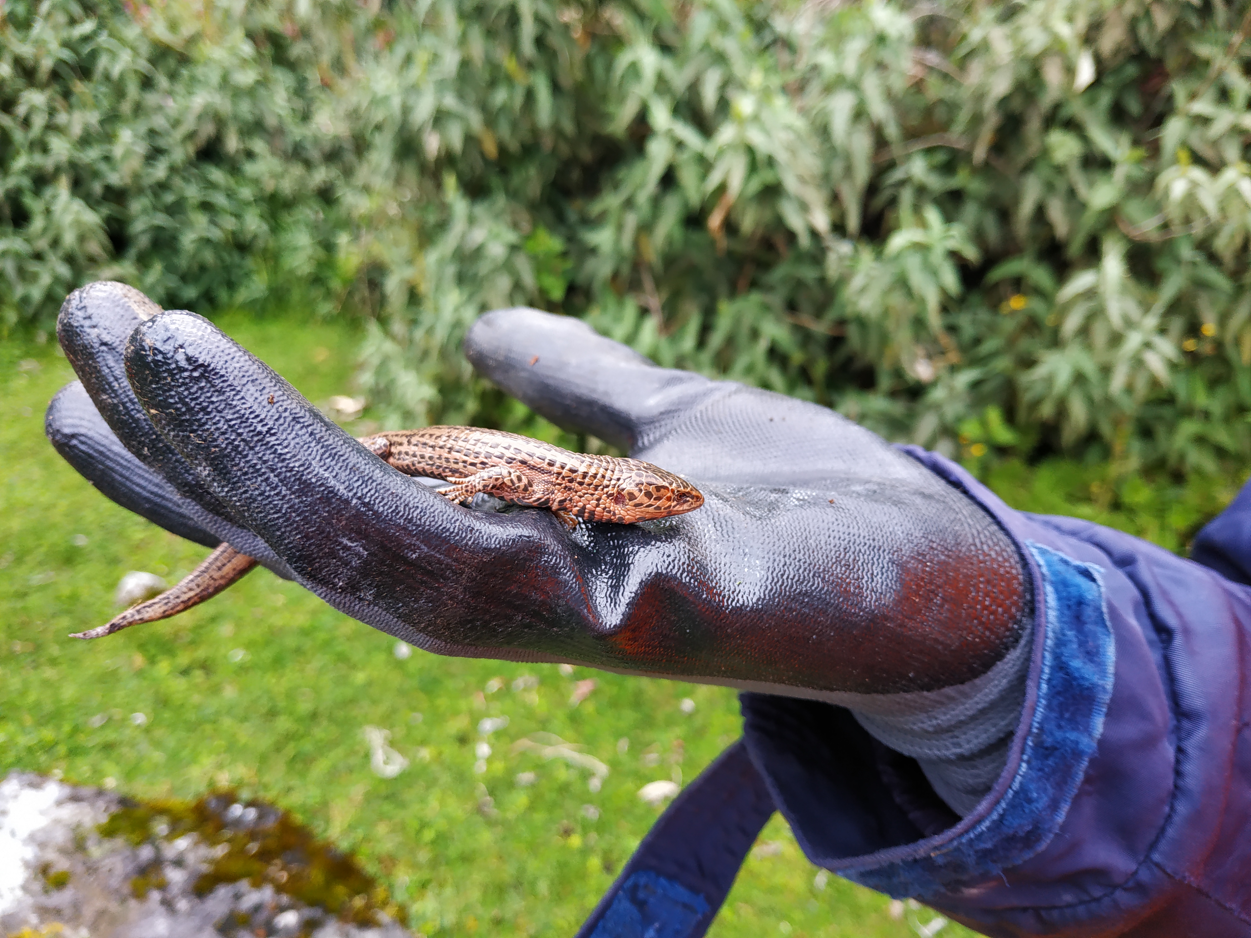 Evaluación de biodiversidad: el servicio clave de SGS para una gestión ambiental responsable