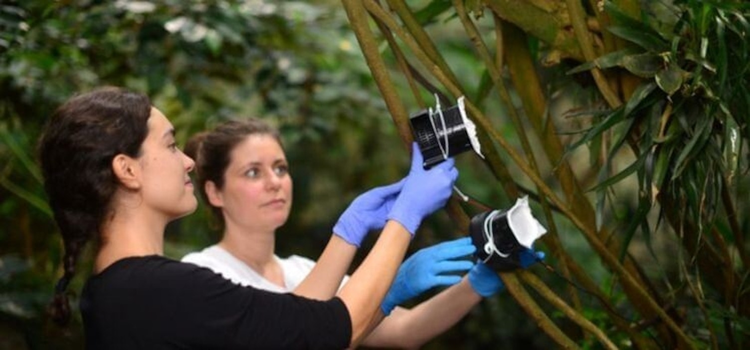 Como realizar muestras adn ambiental