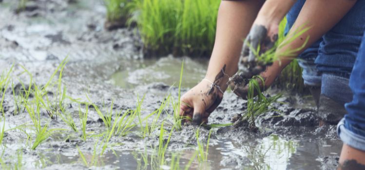 mapeo suelo servicio sgs agricultura