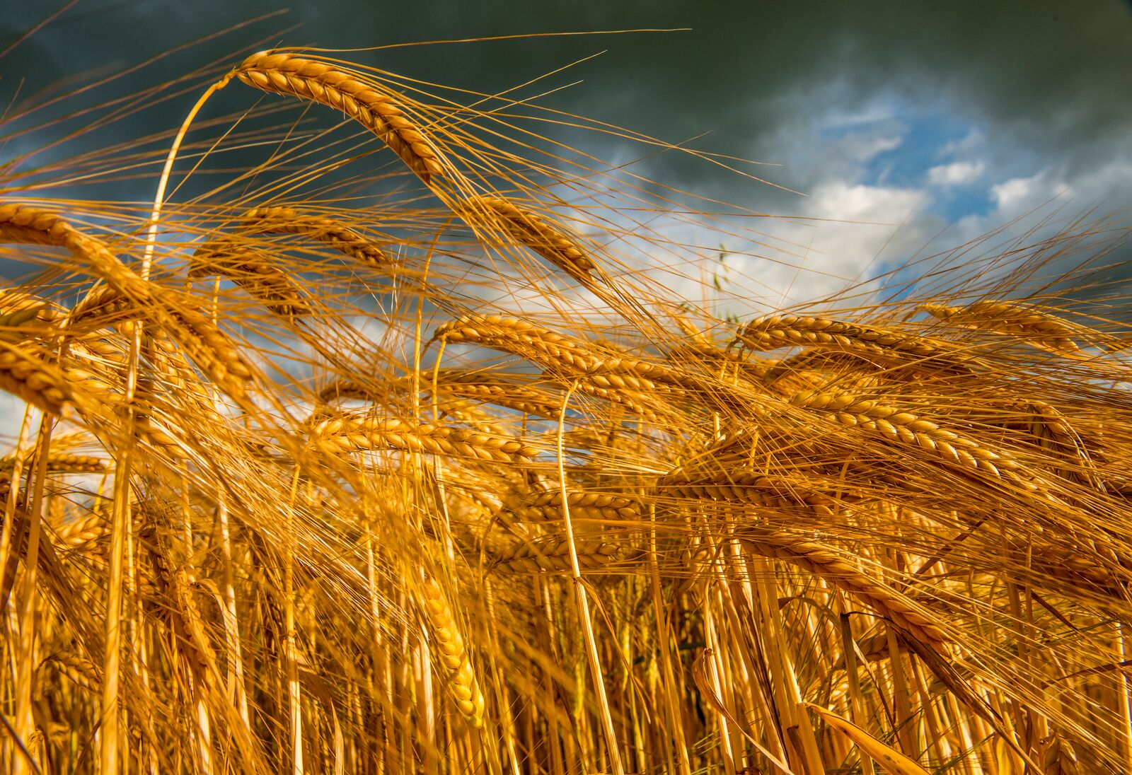 Zdjęcie przedstawia fragment pola dojrzalej pszenicy na tle pochmurnego nieba.