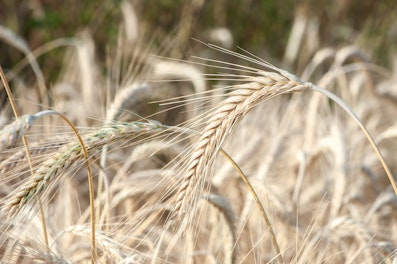 Śnieć cuchnąca pszenicy oraz innych zbóż może stanowić poważne zagrożenie dla plonów.
