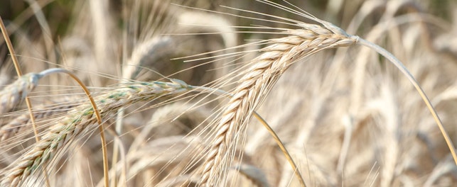 Śnieć cuchnąca pszenicy oraz innych zbóż może stanowić poważne zagrożenie dla plonów.