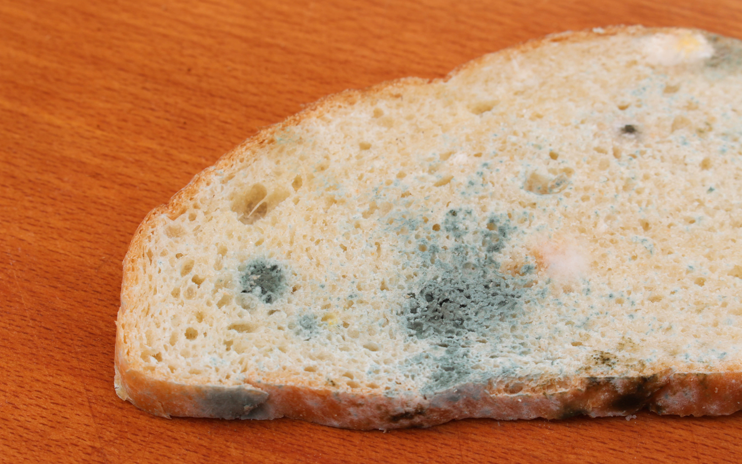 Pleśń znajdująca się na produktach spożywczych może być bardzo niebezpieczna dla zdrowia.