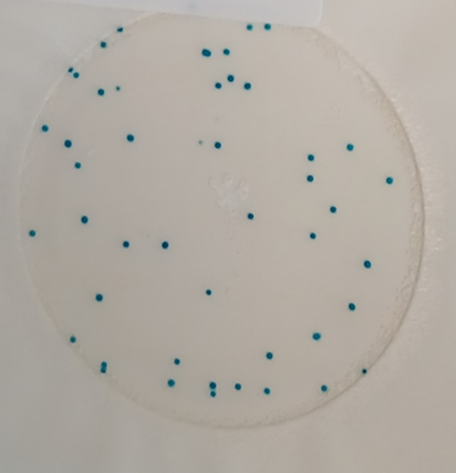 Zdjęcie przedstawia kolonie drożdży wykryte z zastosowaniem Petrifilm.