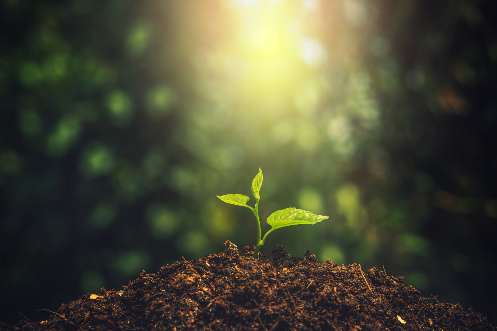 SGS Polska serdecznie zaprasza na szkolenie Aktualizacja normy ISO/FDIS 14001:2026 w praktyce.