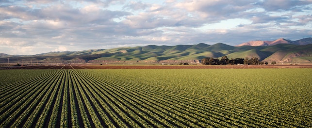 Agriculture Field