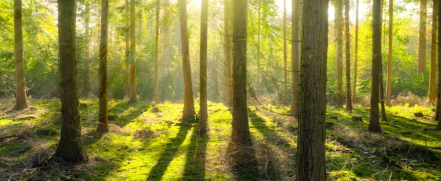 Bright Light in a Forest