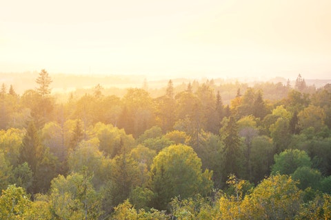 Forest at sunset