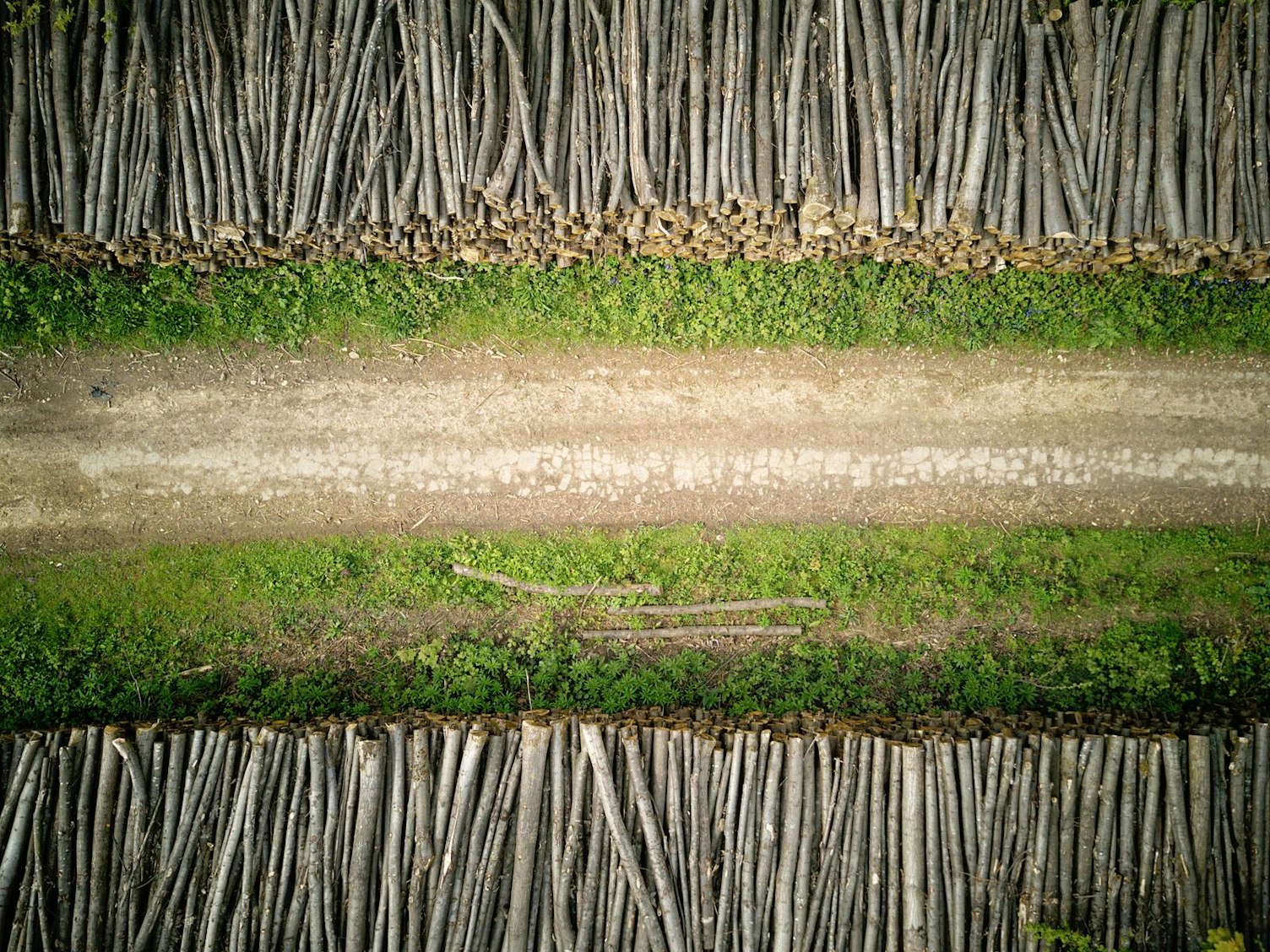 lines of trees deforestation