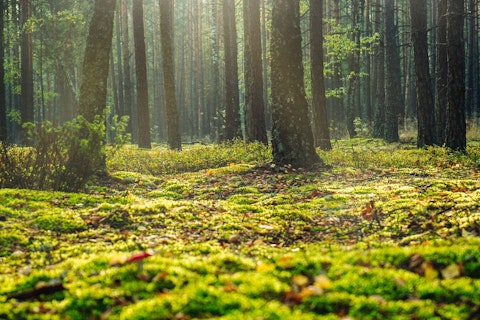low angle photo of forest
