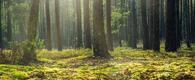 low angle photo of forest