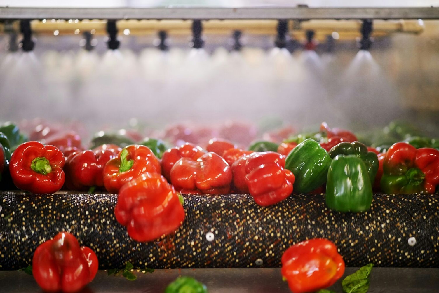 peppers passing under sprinklers on a conveyor belt in processing plant