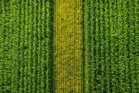 rows of green maize corn crop