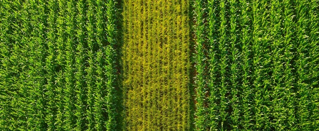 rows of green maize corn crop