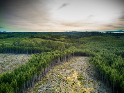 TH-Deforestation
