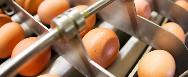 Eggs being sorted through a machine.