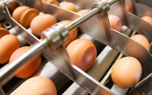 Egg Sorting Prodcution Line