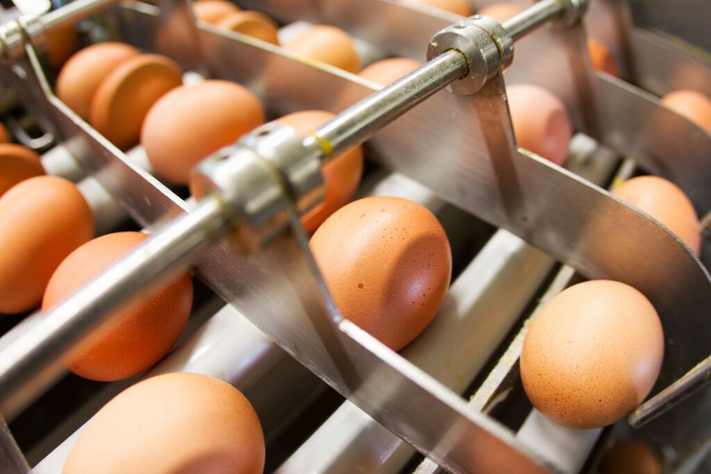 Eggs being sorted through a machine.