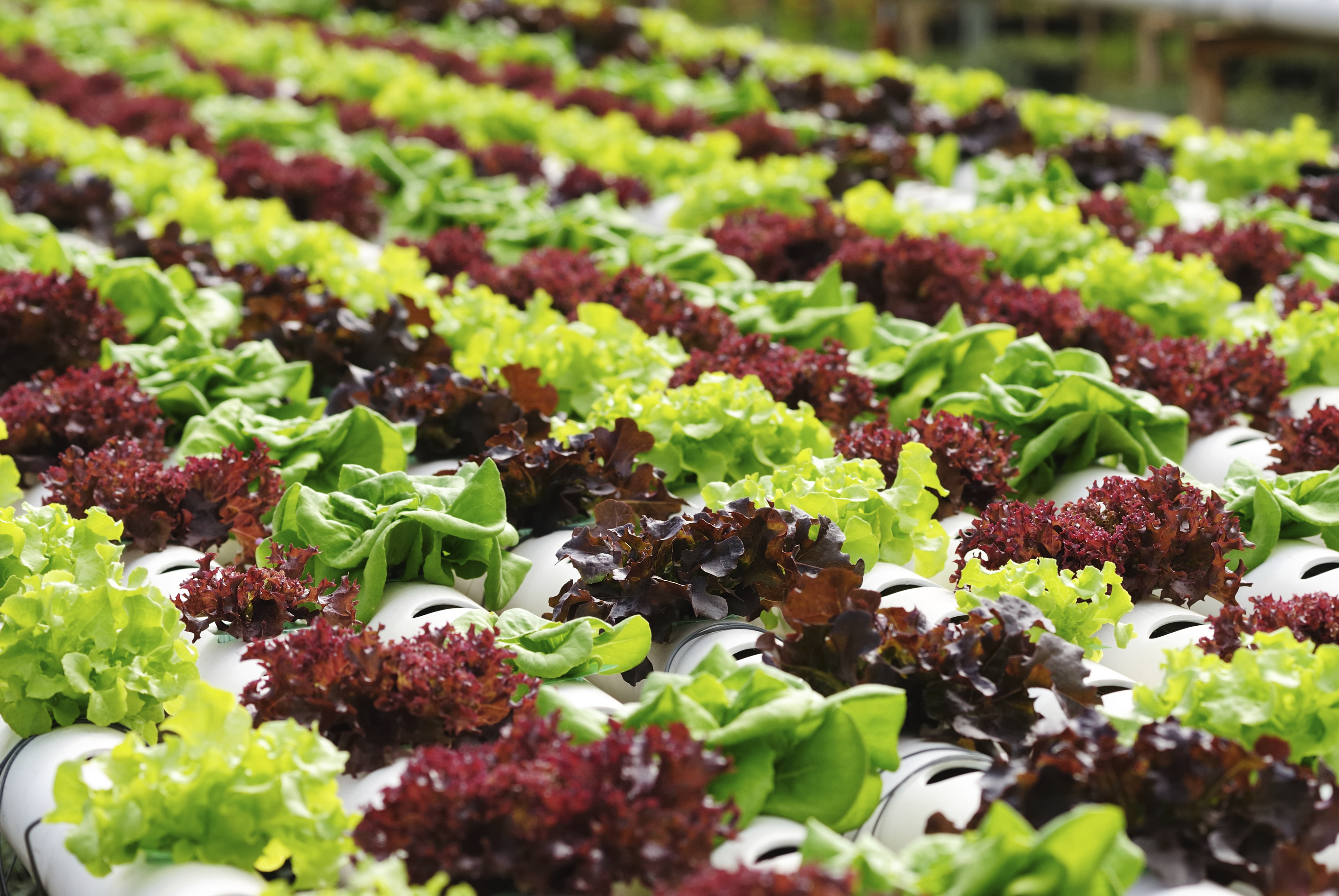 ผลผลิตทางการเกษตร