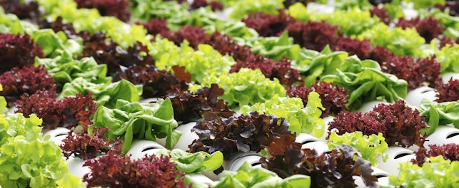 ผลผลิตทางการเกษตร